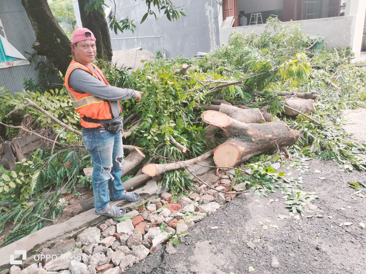 Monitoring Penanganan Musibah Pohon Tumbang