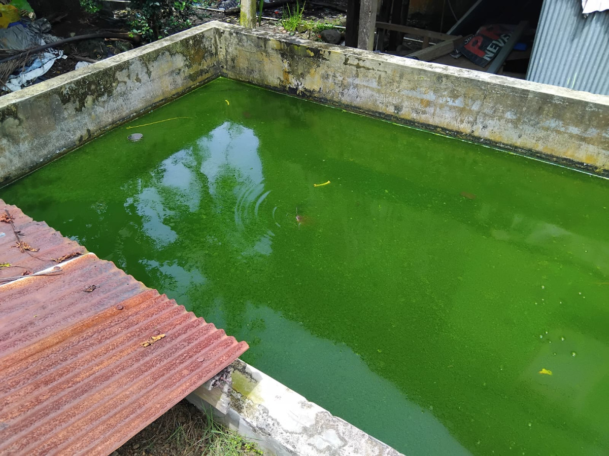 Melakukan Pembudidayaan Ikan Lele