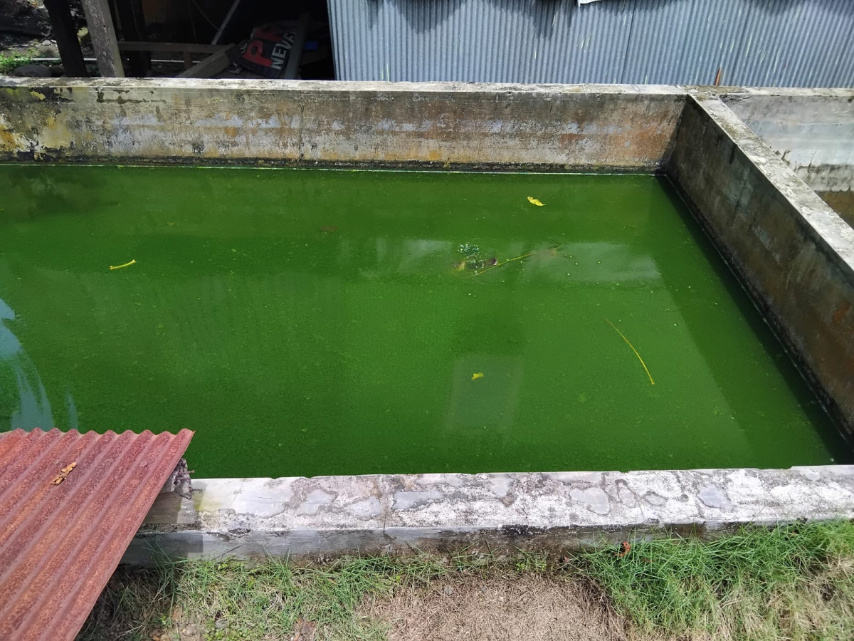 Pembudidayaan Ikan Lele di Jln. Keterampilan RT 02 RW 02 oleh Dinas PKPK, pihak Kelurahan, Pengurus Kamp. KB "Geddongnge" dan Kelompok Nelayan