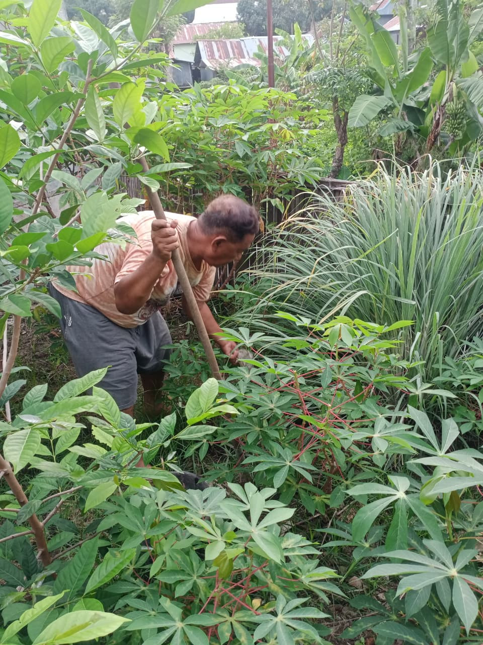 Melakukan Pemanfaatan Lahan Pekarangan untuk Tanaman Obat Keluarga (TOGA) dan Aneka Sayuran Hijau