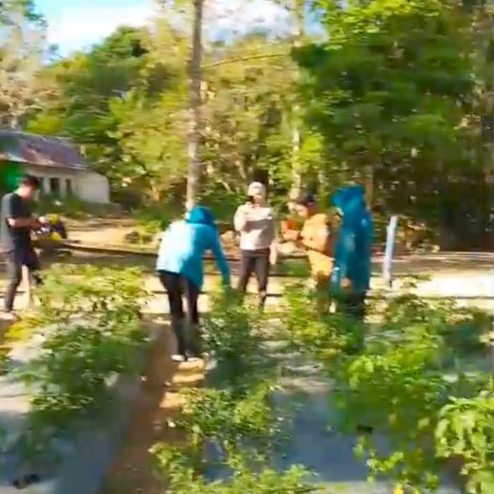 Panen Cabe Hasil Kegiatan Penanaman Cabai serentak yg di laksanakan oleh ketua TP.PKK Sulawesi Tenggara
