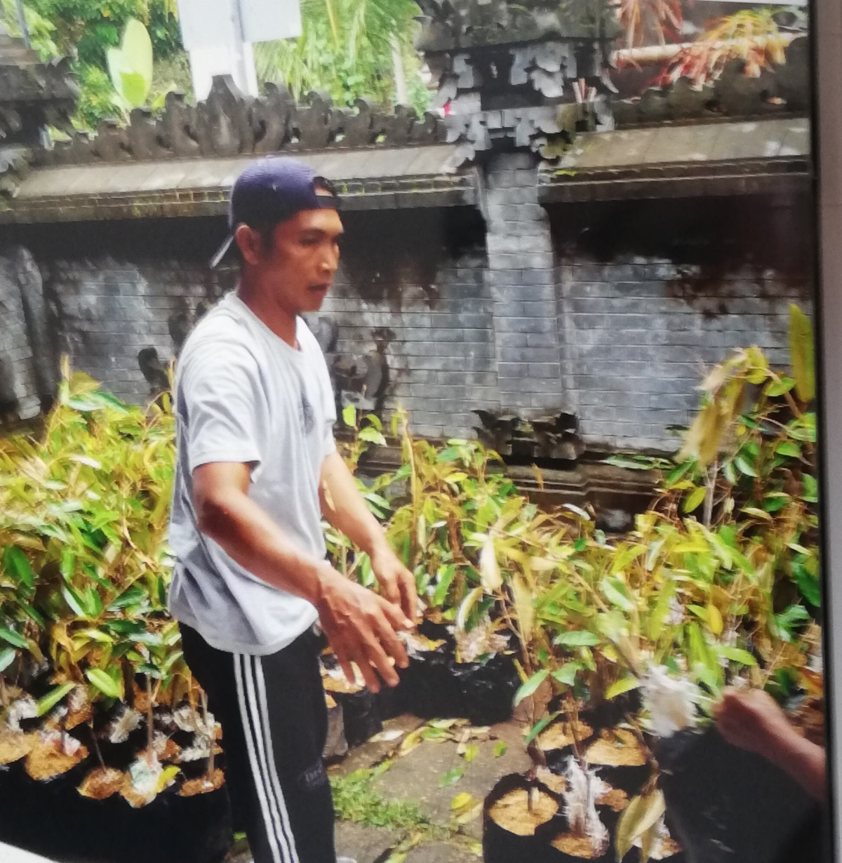 Pembagian bibit durian